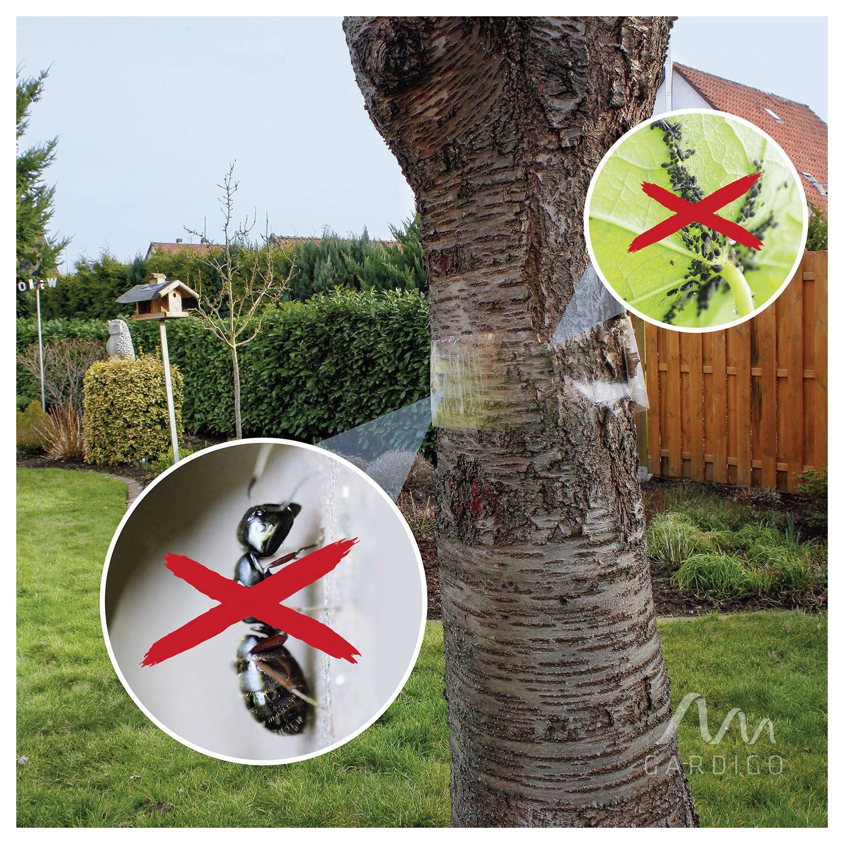 Boomstam gewikkeld met een beschermende band om insecten en ongedierte tegen te houden, met inzetten die een mier en bladluizen tonen, gemarkeerd als schadelijk.