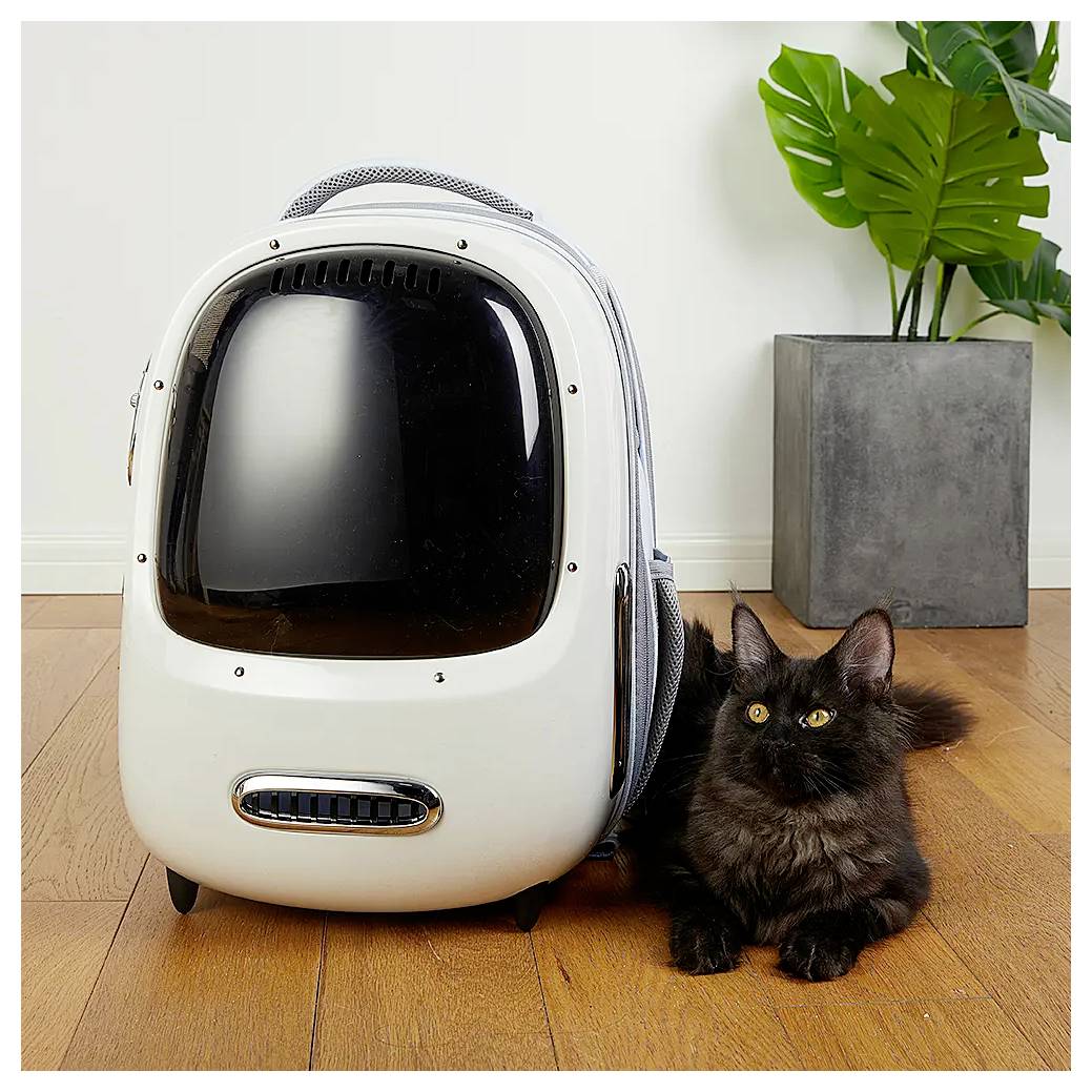 Zwarte kat liggend naast een witte pod-vormige diervervoerder op een houten vloer, met een potplant op de achtergrond.