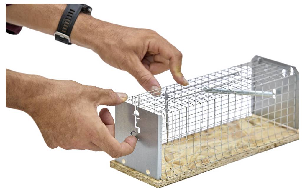 Handen die een draadgaas levendig dierenval met een metalen deur op een houten basis instellen.