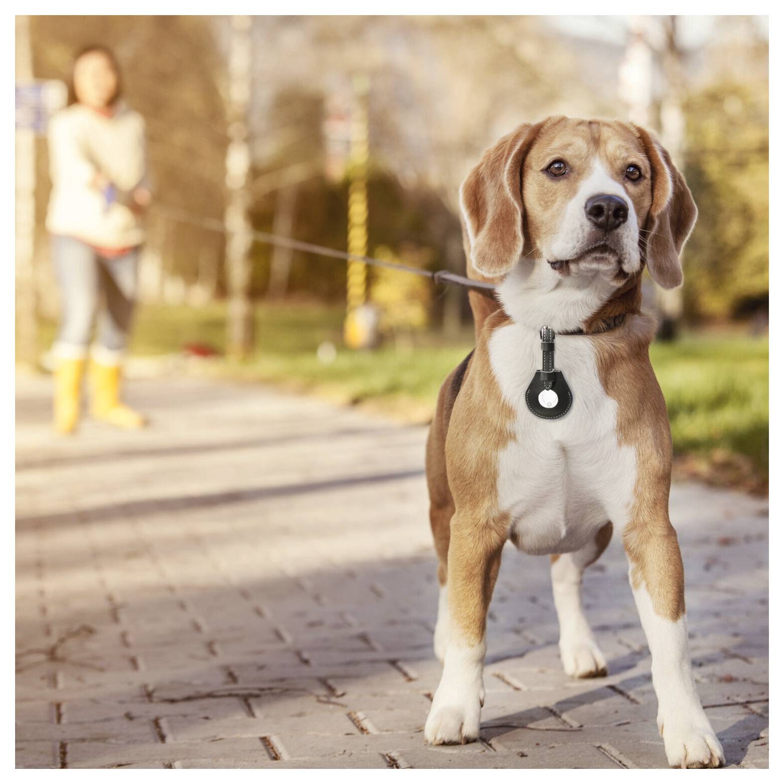 Beagle aan een leiband staande op een geasfalteerd pad, met een onscherpe persoon op de achtergrond in een park.