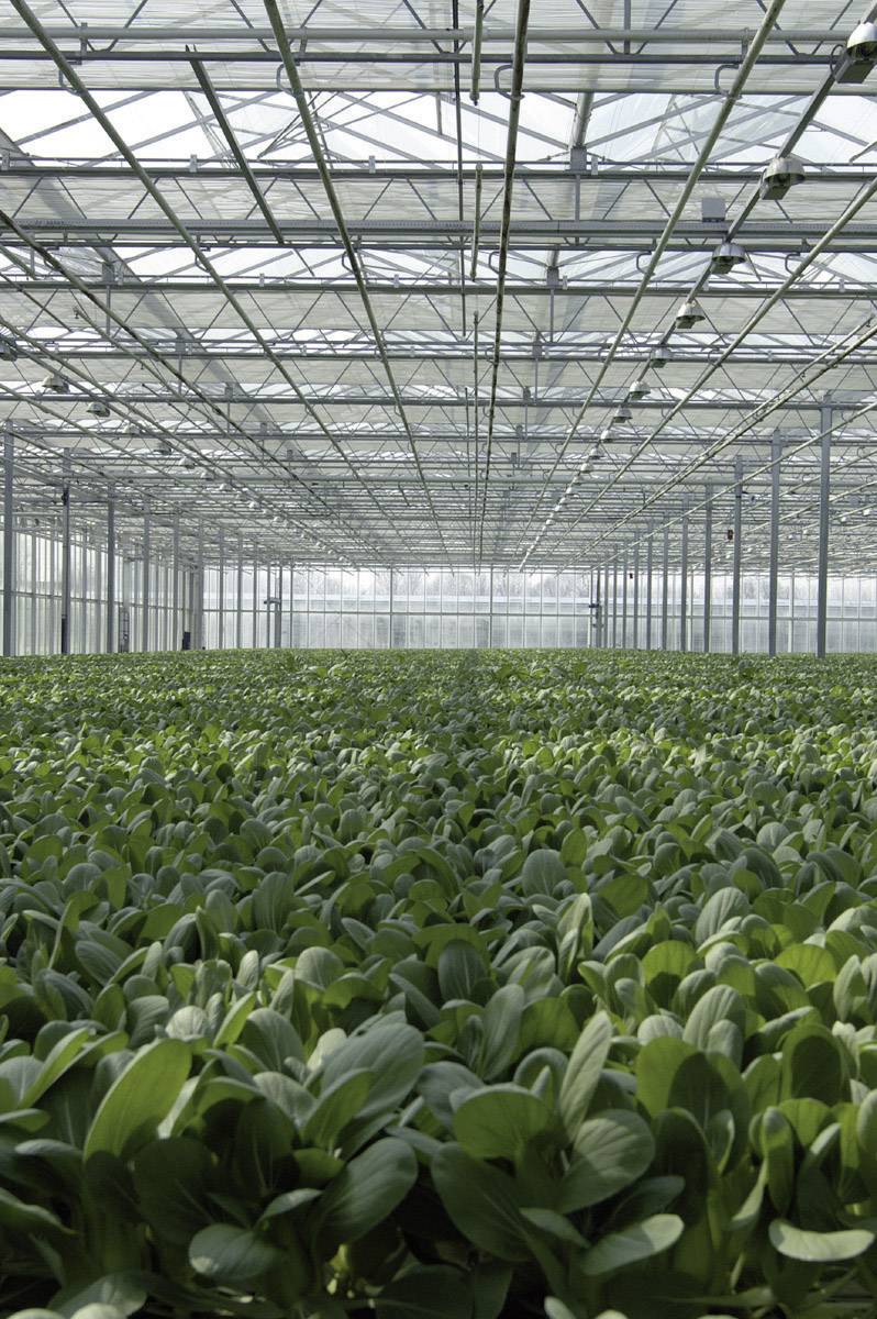 Een grote kas met rijen groene planten die gelijkmatig groeien in een gecontroleerde omgeving.
