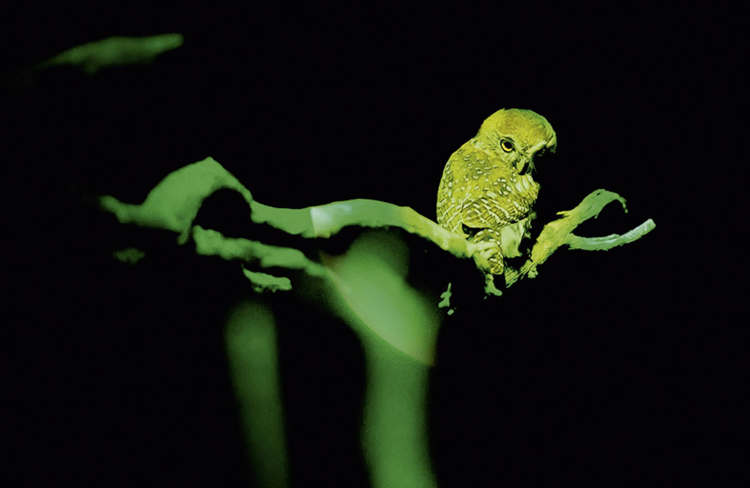 Ledlenser P7QC Zaklamp werkt op batterijen LED 220 lm 25 h 175 g-7