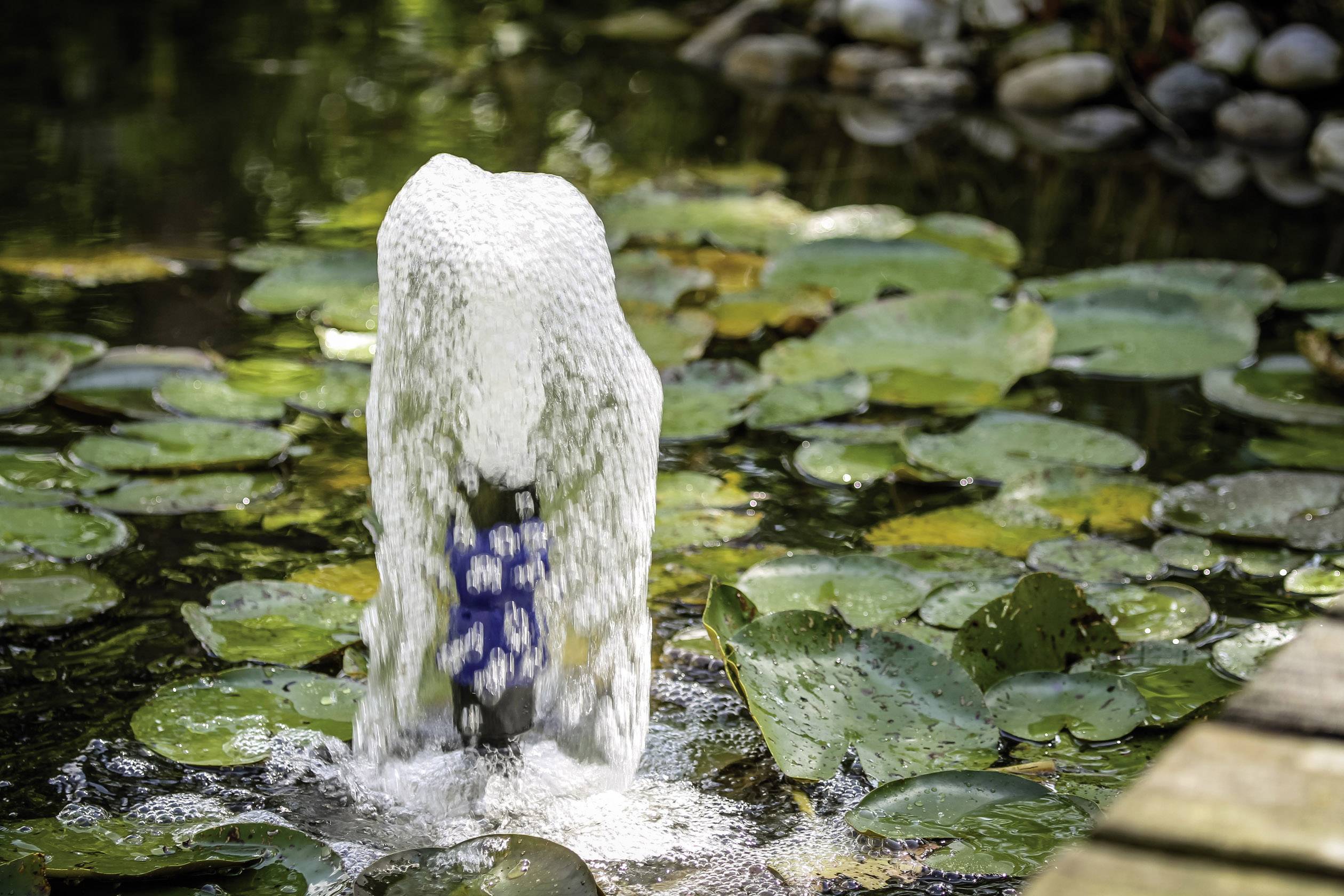 Fontein met bruisend water in een vijver met groene waterleliebladeren; levendige, natuurlijke sfeer.