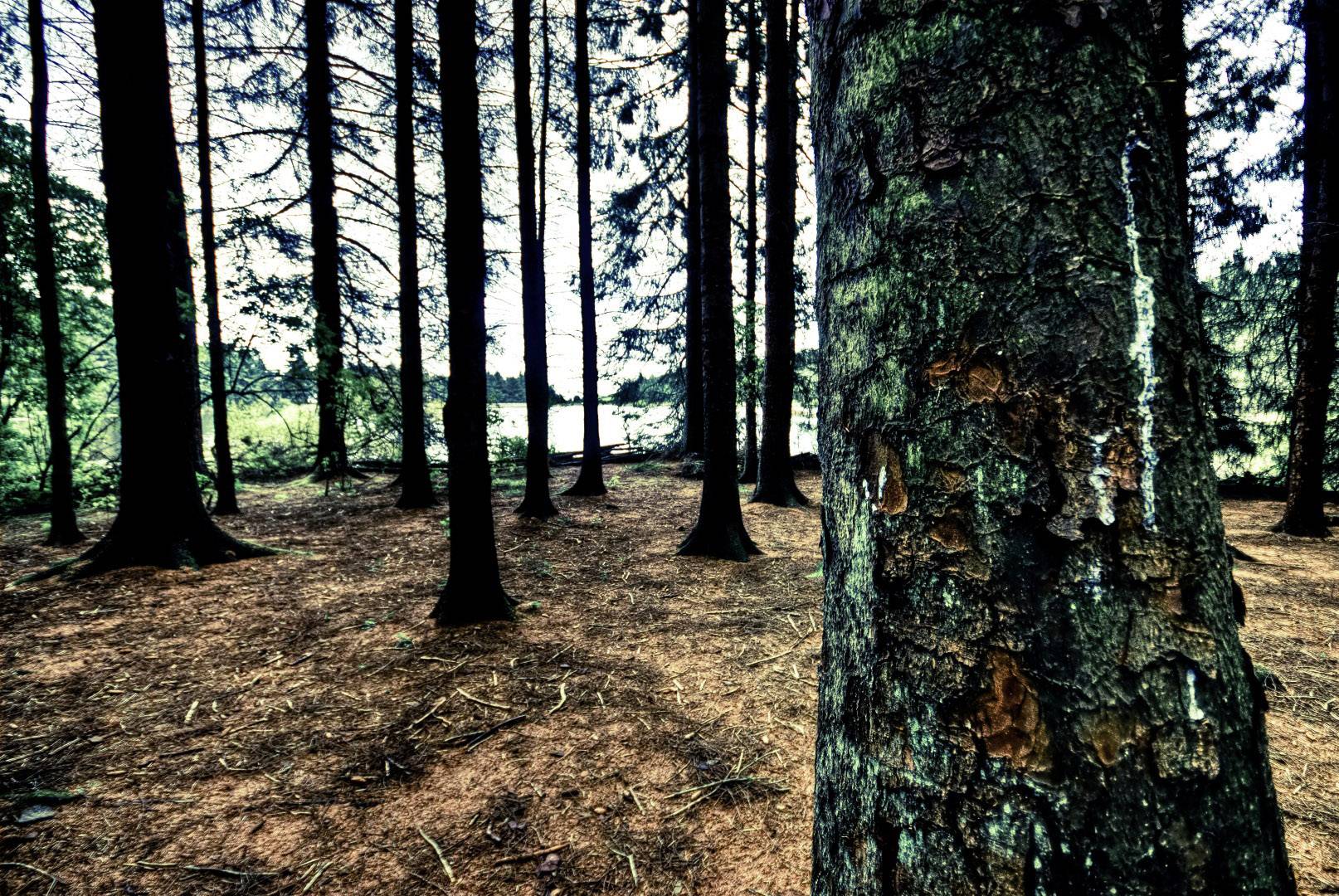 Naaldboom in een dicht, schaduwrijk bos. Zonlicht schijnt door de boomkruinen en verlicht de bosbodem.