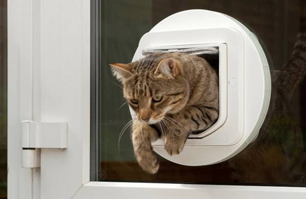 Een gestreepte kat kruipt door een ronde kattenluik in een deur naar buiten.