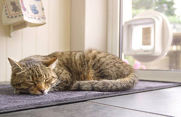 Een gestreepte kat slaapt ontspannen op een mat voor een kattendeur. Buiten kondigt zacht licht een tuin aan.