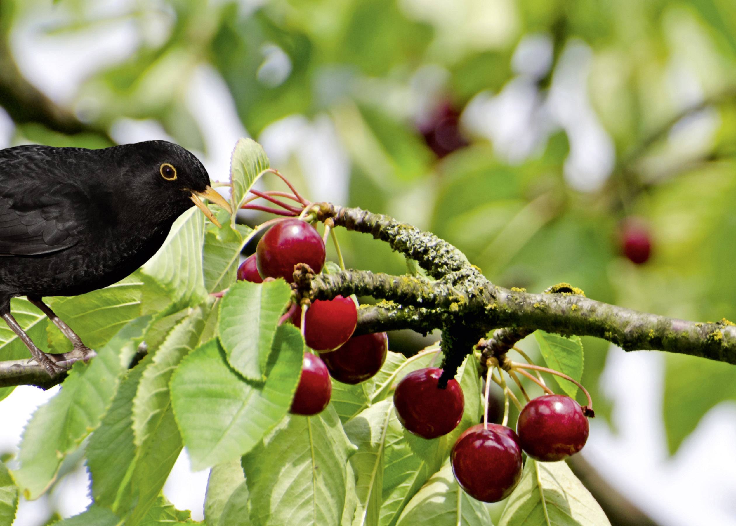 Gardigo Solar 360° Vogelverschrikker Functies: Meerdere frequenties, LED-lamp Werkingssfeer: 150 m² 1 stuk(s)-10