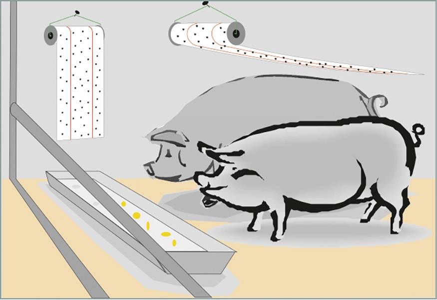 Twee varkens kijken naar een voederautomaat met ponskaarten. De ponskaarten sturen het voedingssysteem aan.