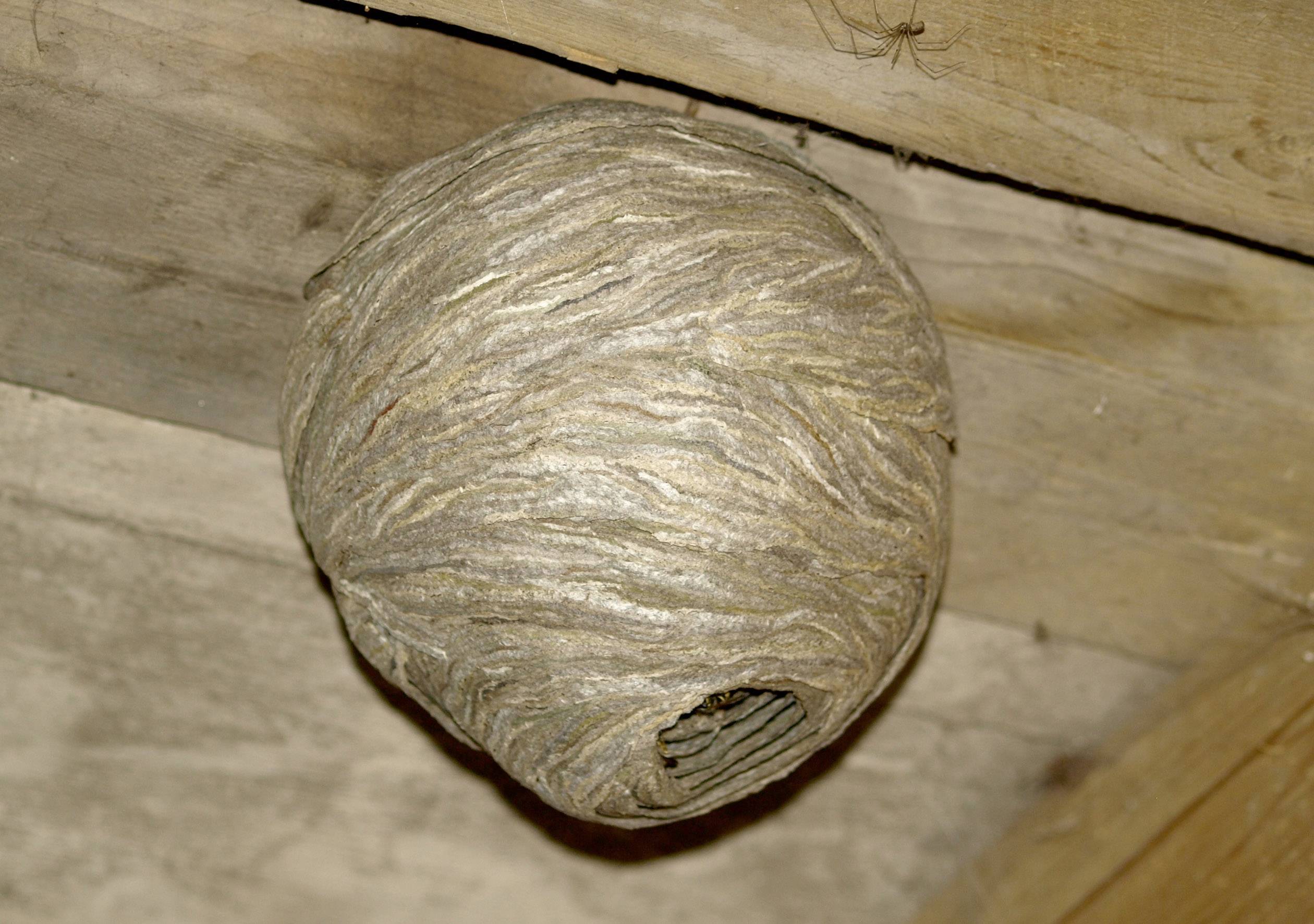 Een grote wesp met een nest van bruin papierachtig materiaal hangt aan een houten balk.