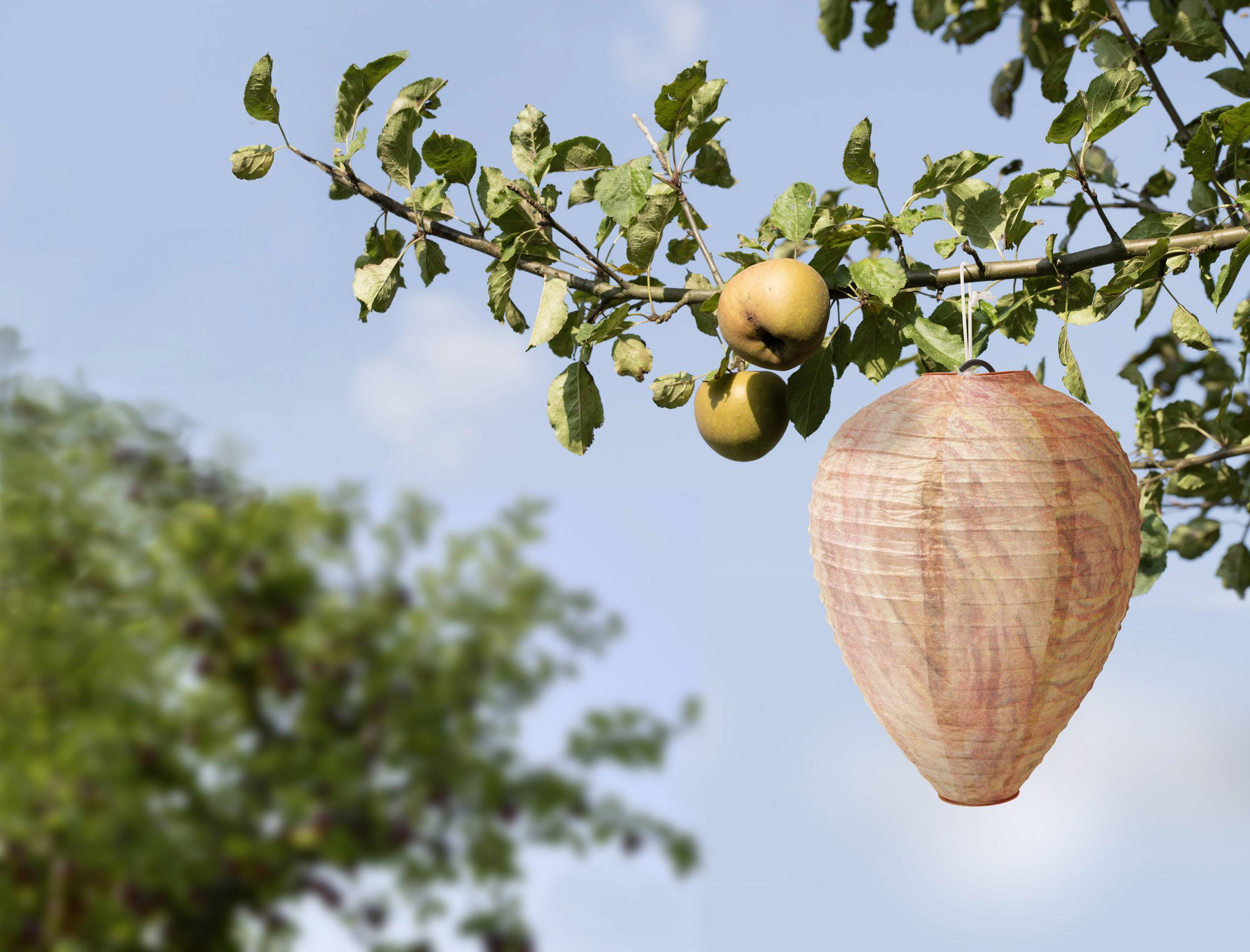 Een ronde papierachtige lampion hangt aan een tak met groene bladeren en gele appels tegen een blauwe lucht.