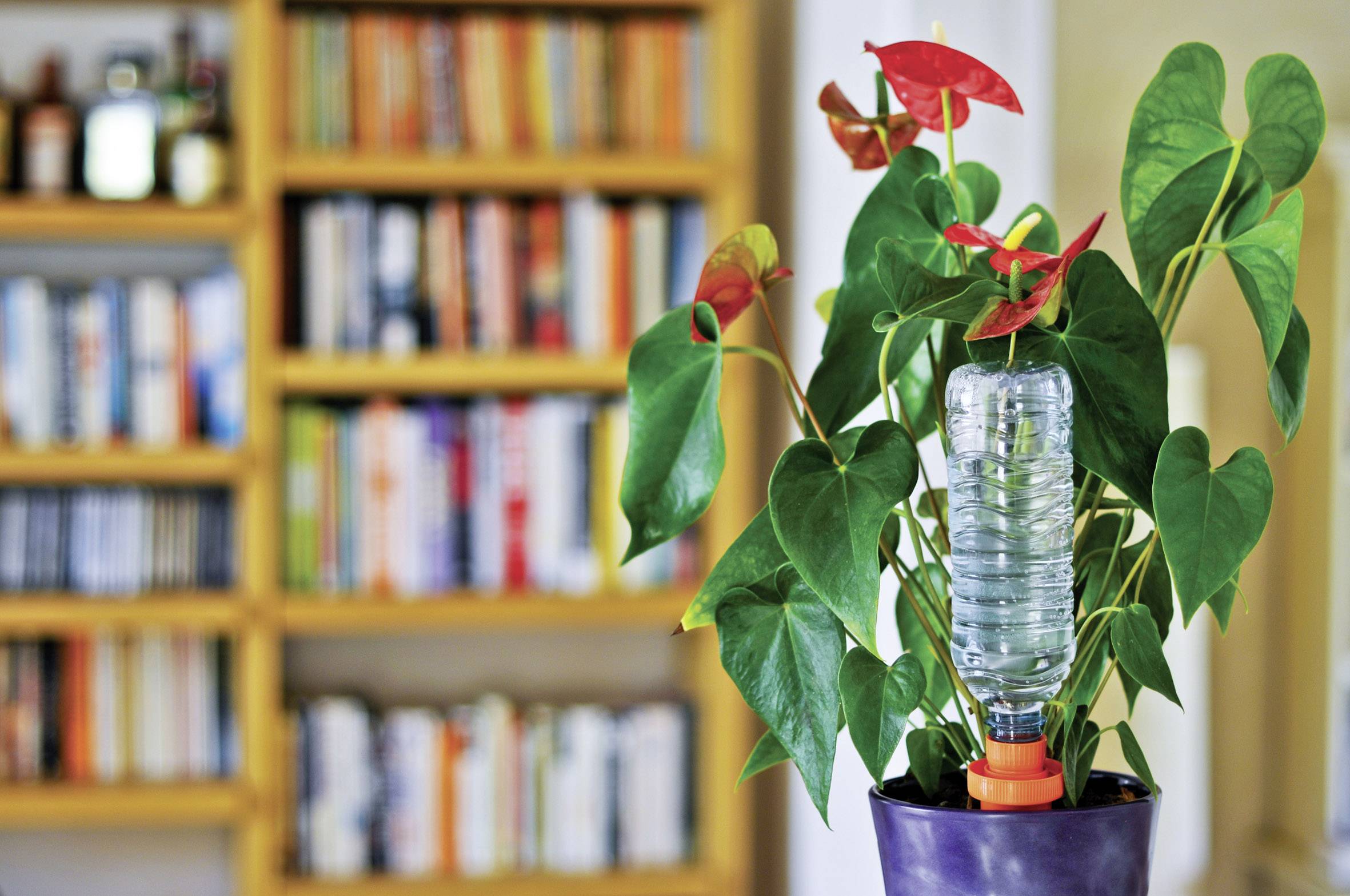 Een kamerplant staat in een woonkamer met een irrigatiesysteem van een waterfles. Op de achtergrond zijn boekenplanken.