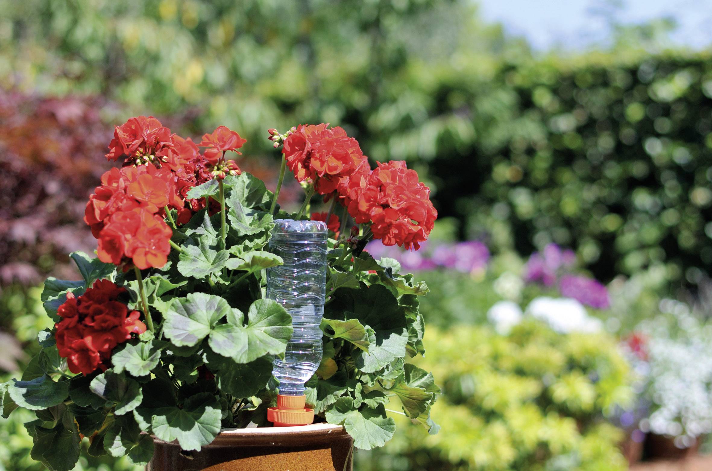 Rode geraniums bloeien in een tuin, met een waterverstuiver in het midden. Achtergrond wazig met meer planten en bomen.