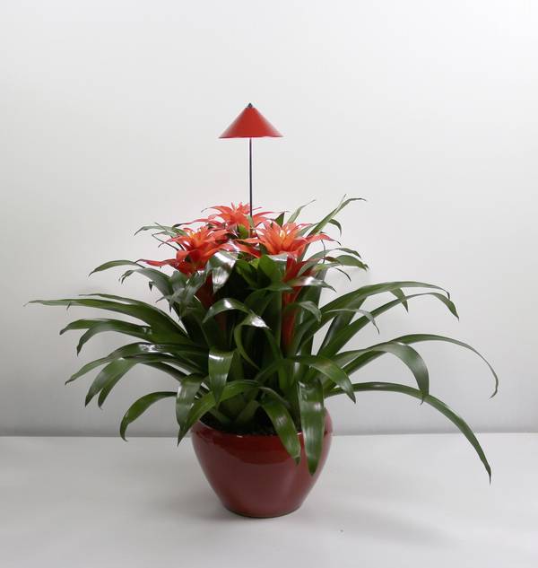 Venso LED-plantenlamp SUNLiTE   LED vast ingebouwd 7 W  Neutraalwit   1 stuk(s)