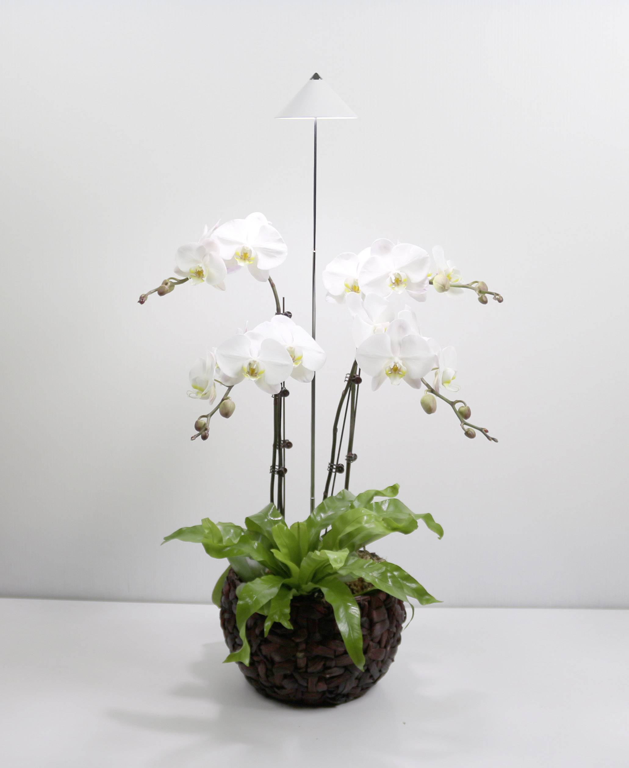 Witte orchideeënbloemen op slanke stelen in een decoratieve pot, omringd door groene bladeren, tegen een eenvoudige achtergrond.