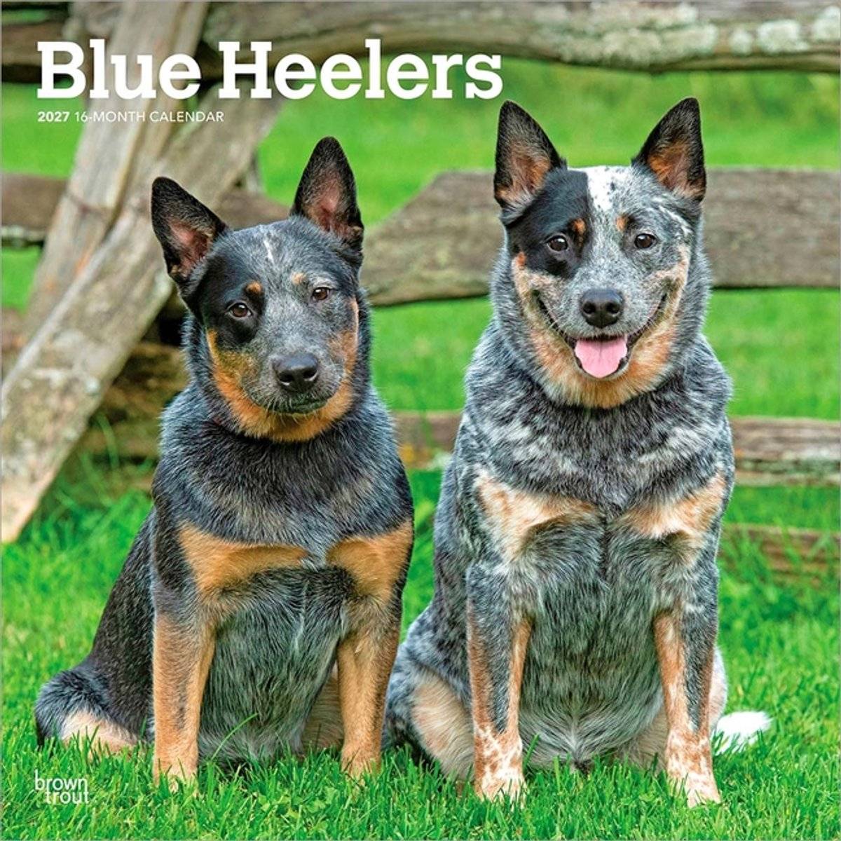 Browntrout blue heelers kalender 2027 97983307122509798330712250-0