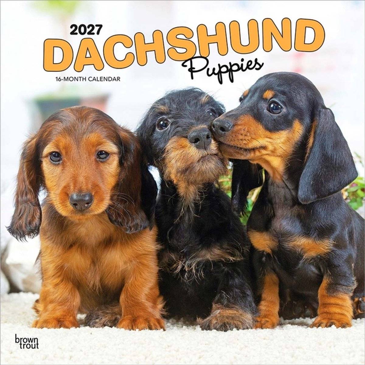 Browntrout teckel kalender puppies 2027 97983307123809798330712380-0