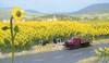 Busch 6003 H0 zonnebloemen (60 stuks)