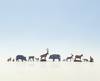 NOCH 15745 H0 Dieren figuren Geverfd, Staand