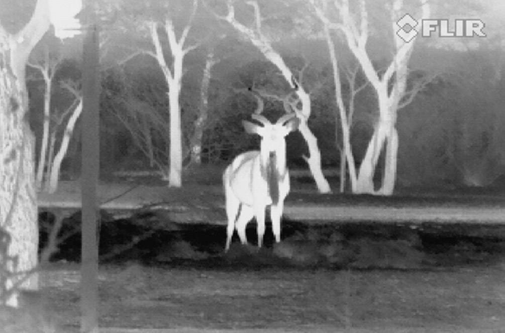 Een dier staat in een nachtelijk landschap, vastgelegd met een warmtebeeldcamera. Bomen zijn zichtbaar op de achtergrond.