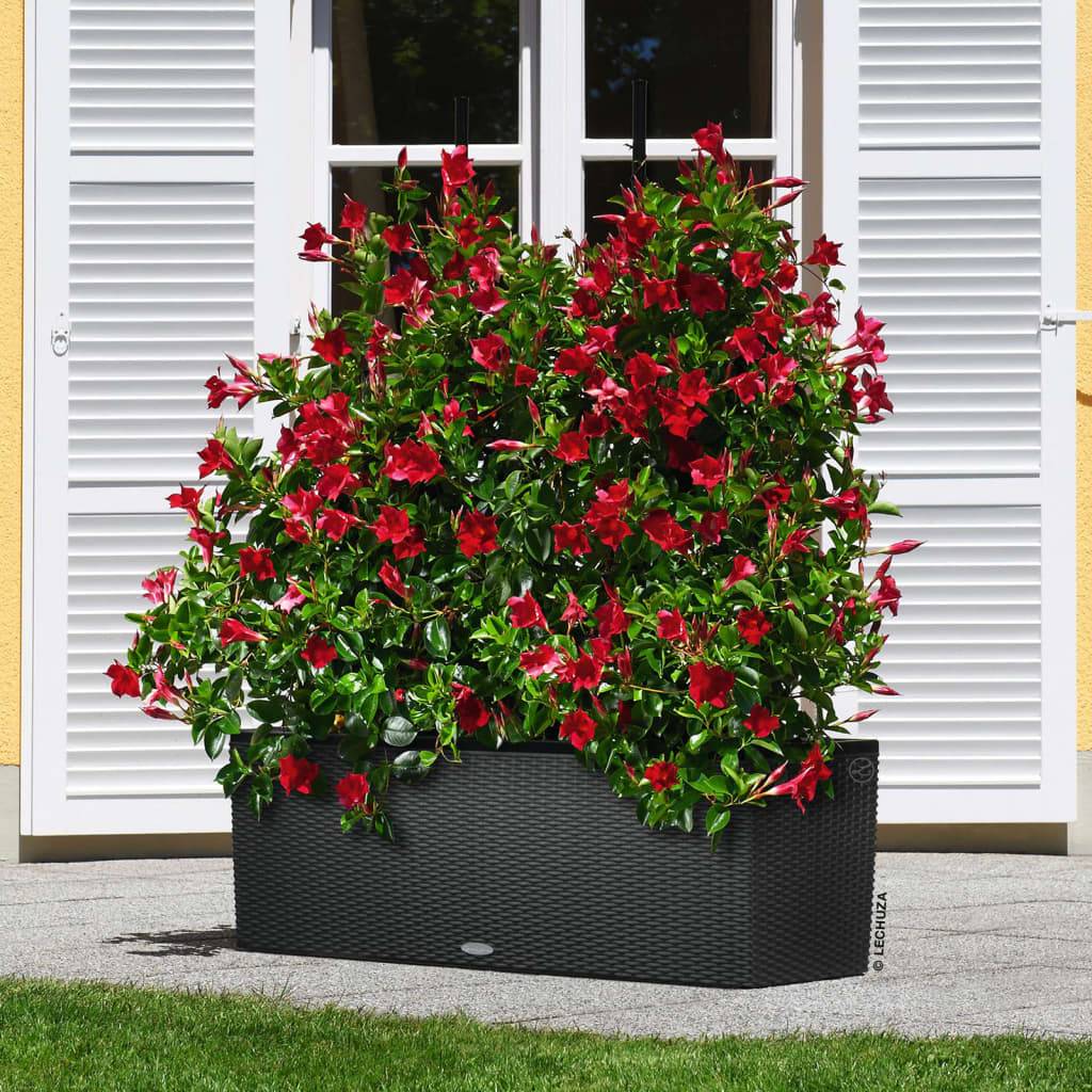 LECHUZA Jardinière - Trio Cottage 30 - 100 x 32,5 x 34,5 cm - 42 L - Compleet Kit - Graniet-1