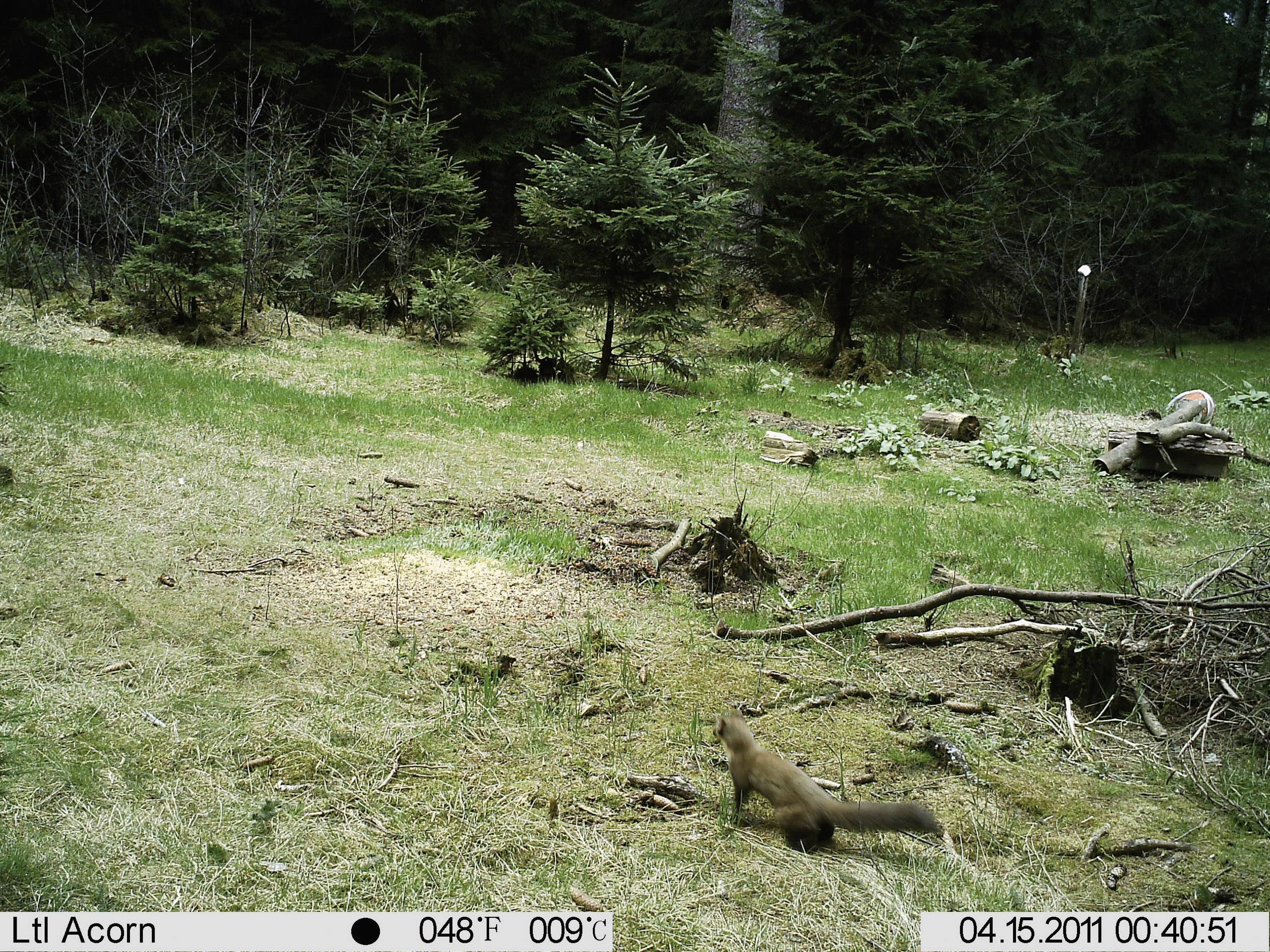 Een open plek in het bos met een eekhoorn op de voorgrond. Vastgelegd door een wildcamera, weergave van temperatuur en datum.