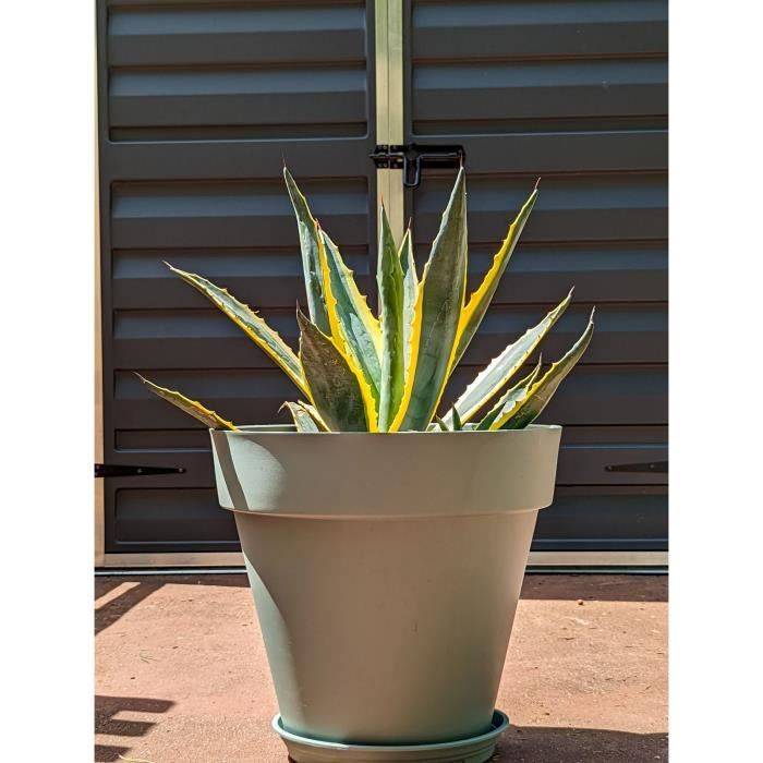 RIVIERA SOLEILLA Ronde Bloempot - Plastic - Diameter 49 cm - Klei Groen - H 45 cm D49 H45-0
