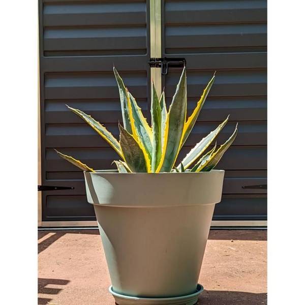 RIVIERA SOLEILLA Ronde Bloempot - Plastic - Diameter 49 cm - Klei Groen - H 45 cm D49 H45
