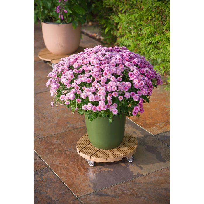 NATURE Standaard voor Plantenpot met Wielen - WPC - H7,5 x Ø30 cm - Hout H7.5-2