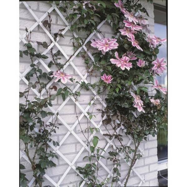 Witte Plastic Uitschuifbare Trellis 50 x 150 cm 50x150cm