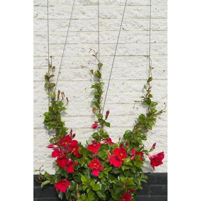 NATURE Metalen Trellis - Trainingskit voor Klimplanten - Gegalvaniseerd Draad Ø1,8 mm x 10 m-2