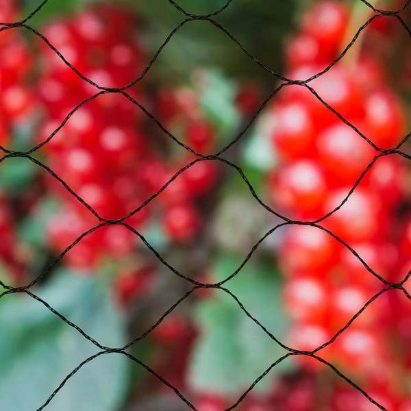NATURE Primo Vogelnet 10 x 10 m Zwart - 28 mm Gaas - 12 gr/m² Polyethyleen 12gr