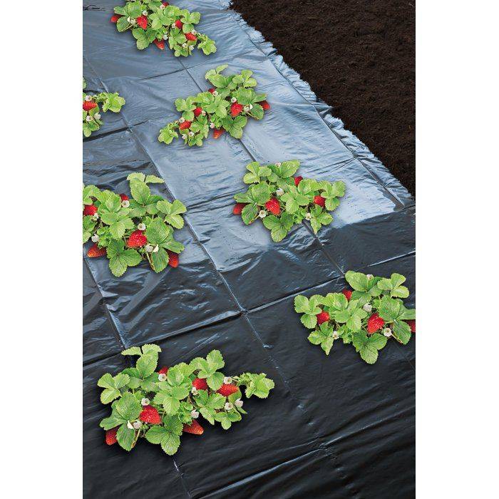 Nature Aardbeien Mulchfolie - 1,4 x 5 m - 50 µ Dikte - Zwart Micro-Geperforeerd-2