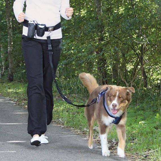 Heupband met Leash - Geschikt voor Honden tot 40 kg - Duurzaam Nylon-1