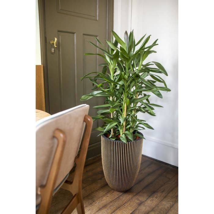 CAPI EUROPE Elegante GROOVE Vaasje - 34 x 46 cm - Zwart en Goud - Weerbestendig-1