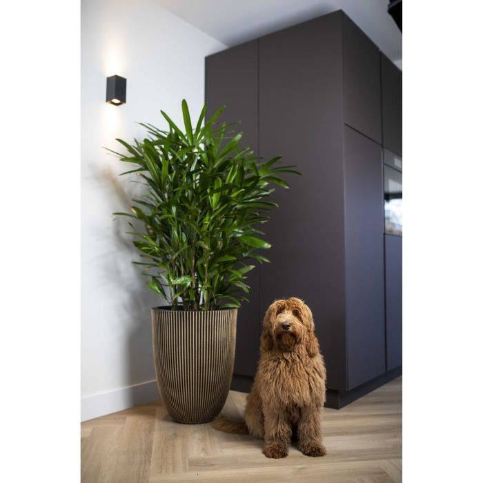 CAPI EUROPE Elegante GROOVE Vaasje - 34 x 46 cm - Zwart en Goud - Weerbestendig-2