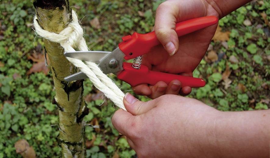 Osoba przecina grubą czerwoną scissors sznur związany wokół pnia drzewa na łące.