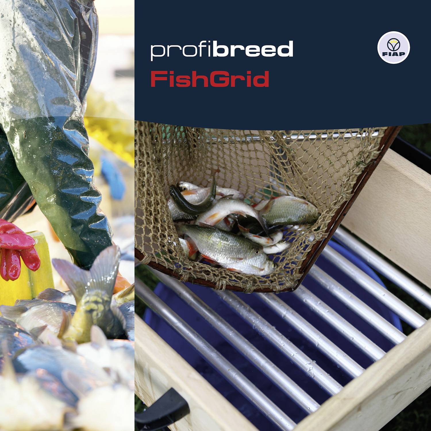 Osoba w niebieskim stroju ochronnym sortuje ryby w siatce nad rynną z tekstem 'profibreed FishGrid'.