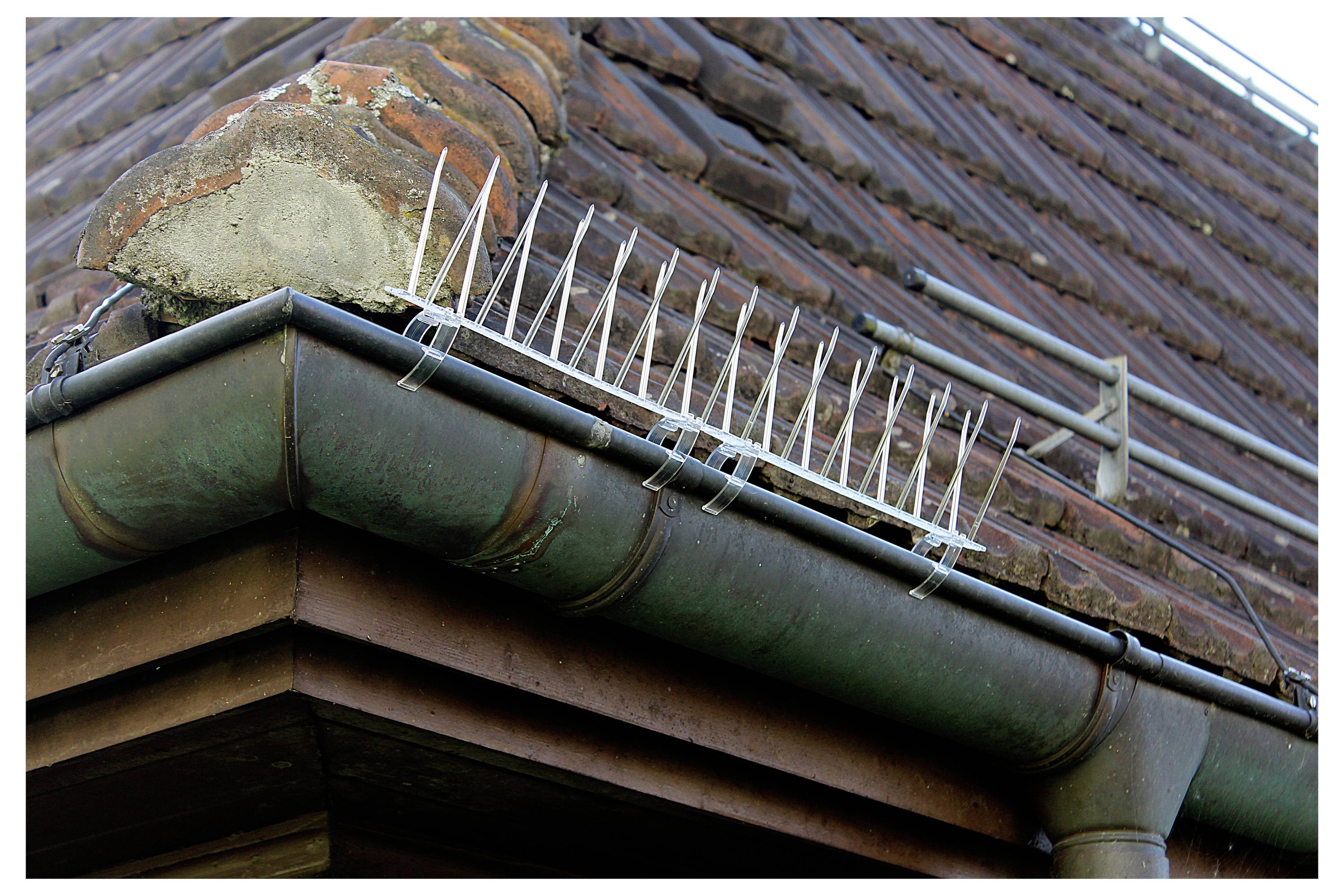 Kolce przeciw ptakom zamontowane na krawędzi dachu budynku, mające na celu uniemożliwienie ptakom siadania lub budowania gniazd.