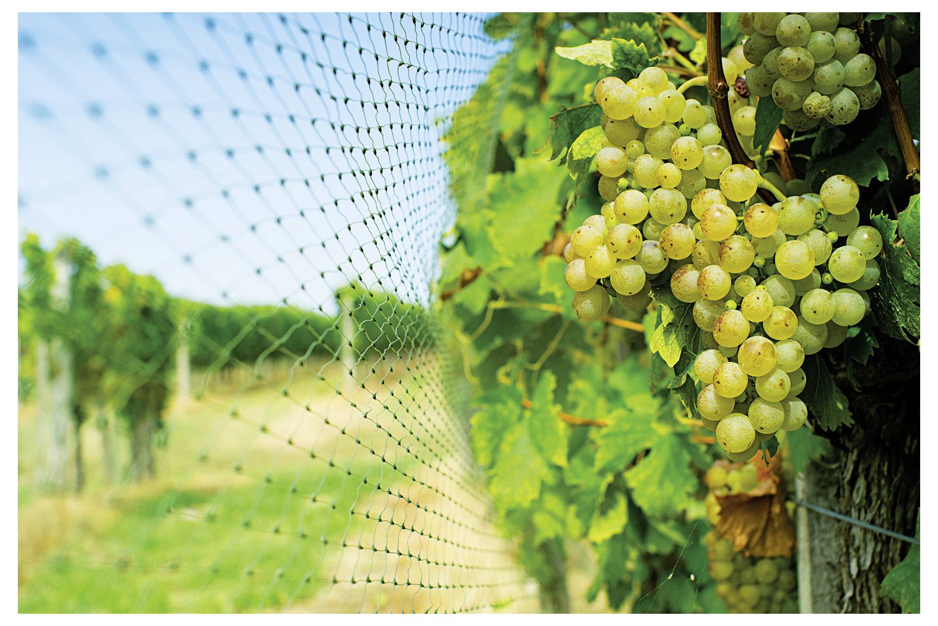 Сітка для захисту від птахів Swissinno Natural-Control 4x10 м 1 258 001