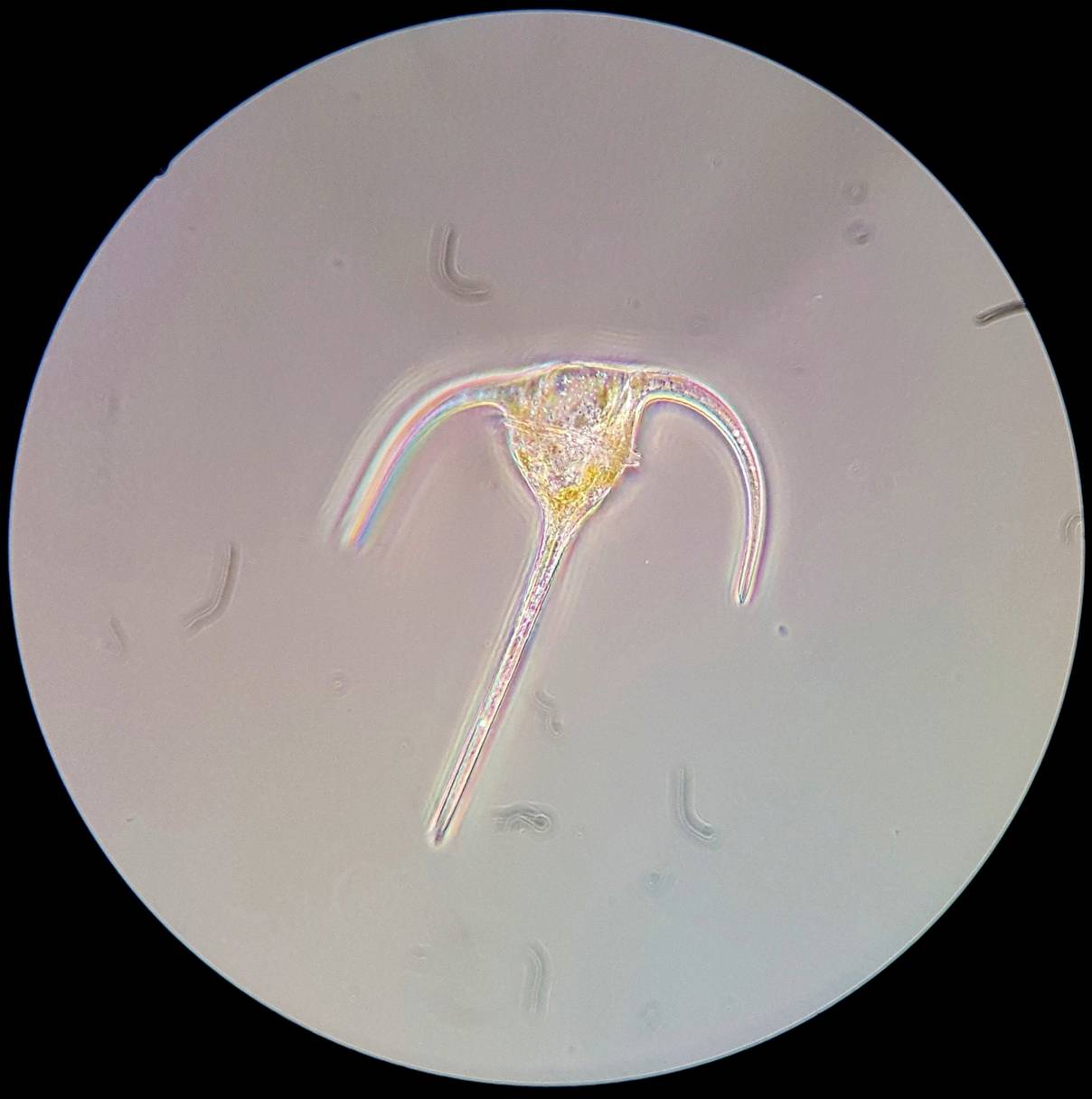 Zdjęcie mikroskopowe planktonowego organizmu z dwoma długimi, zakrzywionymi wyrostkami oraz delikatnym, różowym blaskiem na przezroczystym tle.