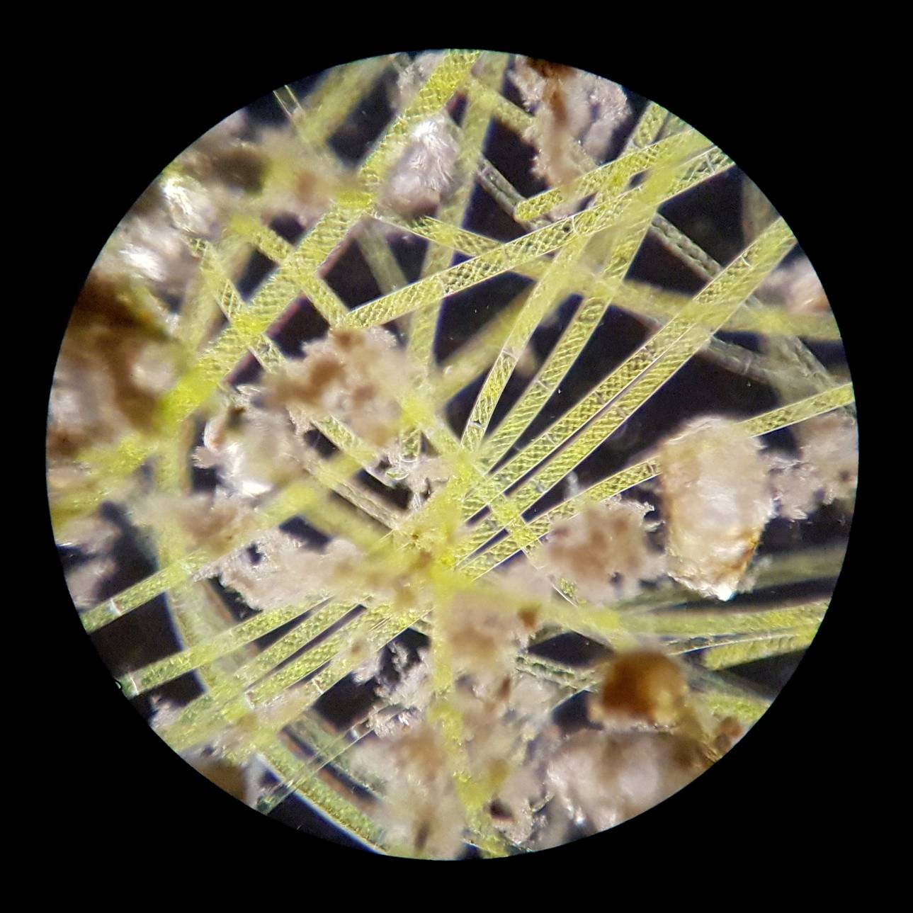 Mikroskopowy zbliżenie żółtych, siatkowatych włókien z brązowymi cząstkami. Głównie badanie naukowe.