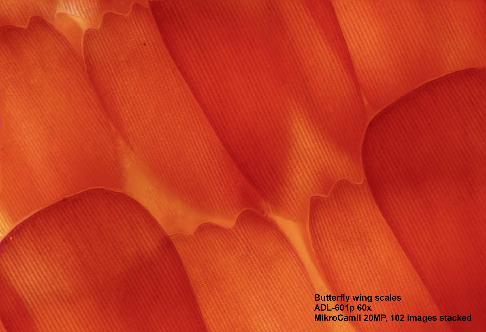 Zbliżenie łuski skrzydła motyla w żywym pomarańczowym kolorze z poziomymi liniami. Opis wskazuje powiększenie i ustawienia kamery.