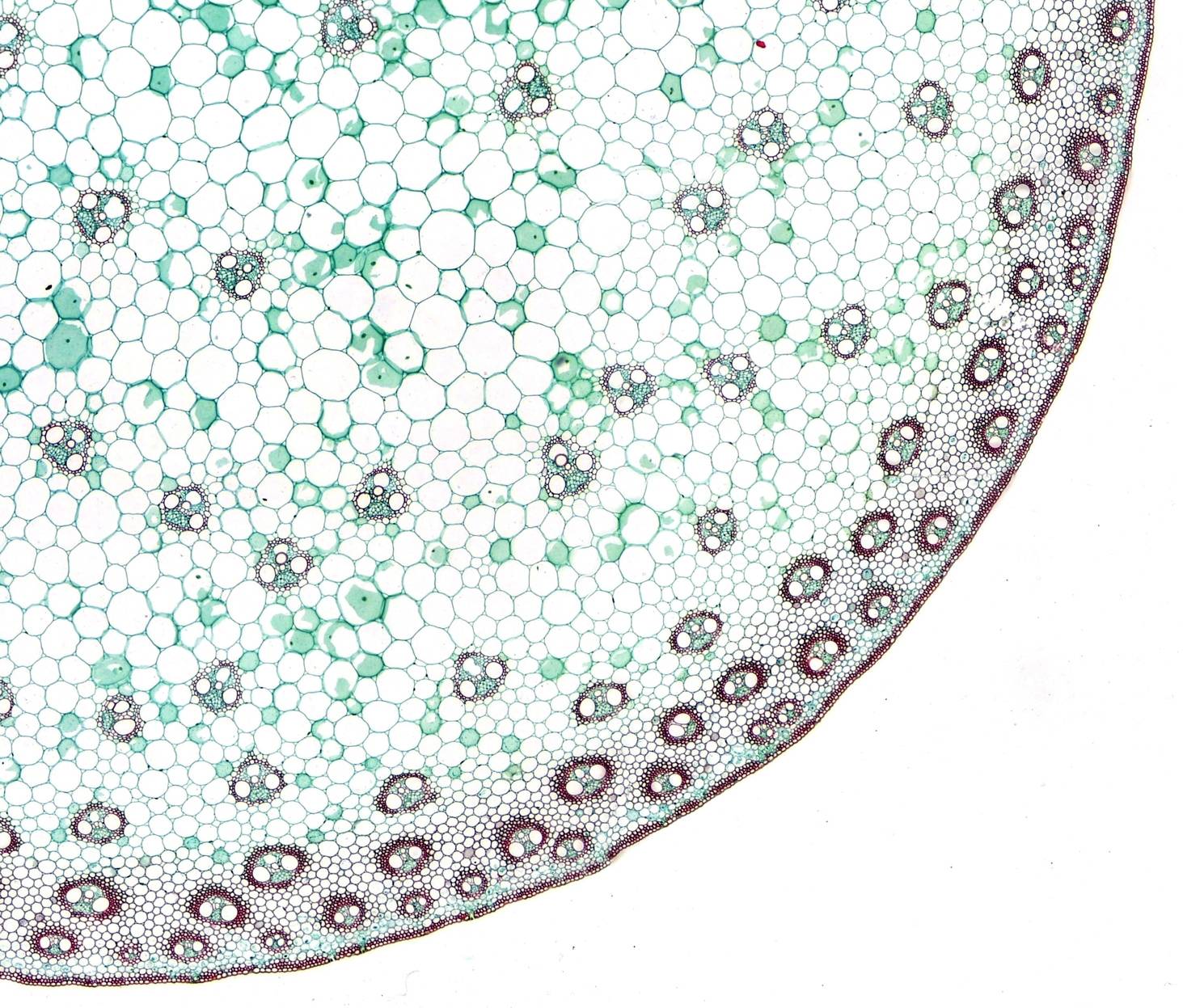 Mikroskopowy obraz przekroju tkanki roślinnej z wyraźnie widocznymi strukturami komórkowymi, zabarwiony w odcieniach zieleni i fioletu.