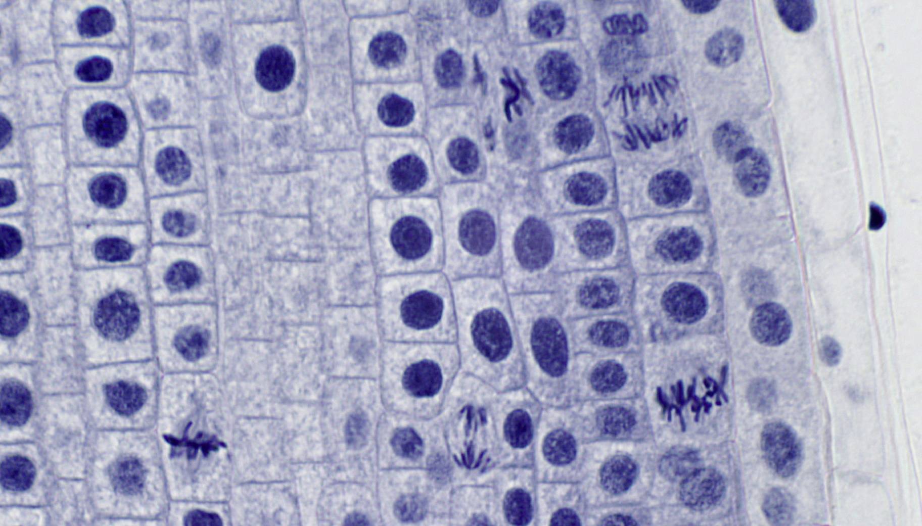 Zdjęcie mikroskopowe komórek cebuli ukazuje prostokątne ściany komórkowe oraz okrągłe jądra komórkowe ułożone w regularnym porządku.