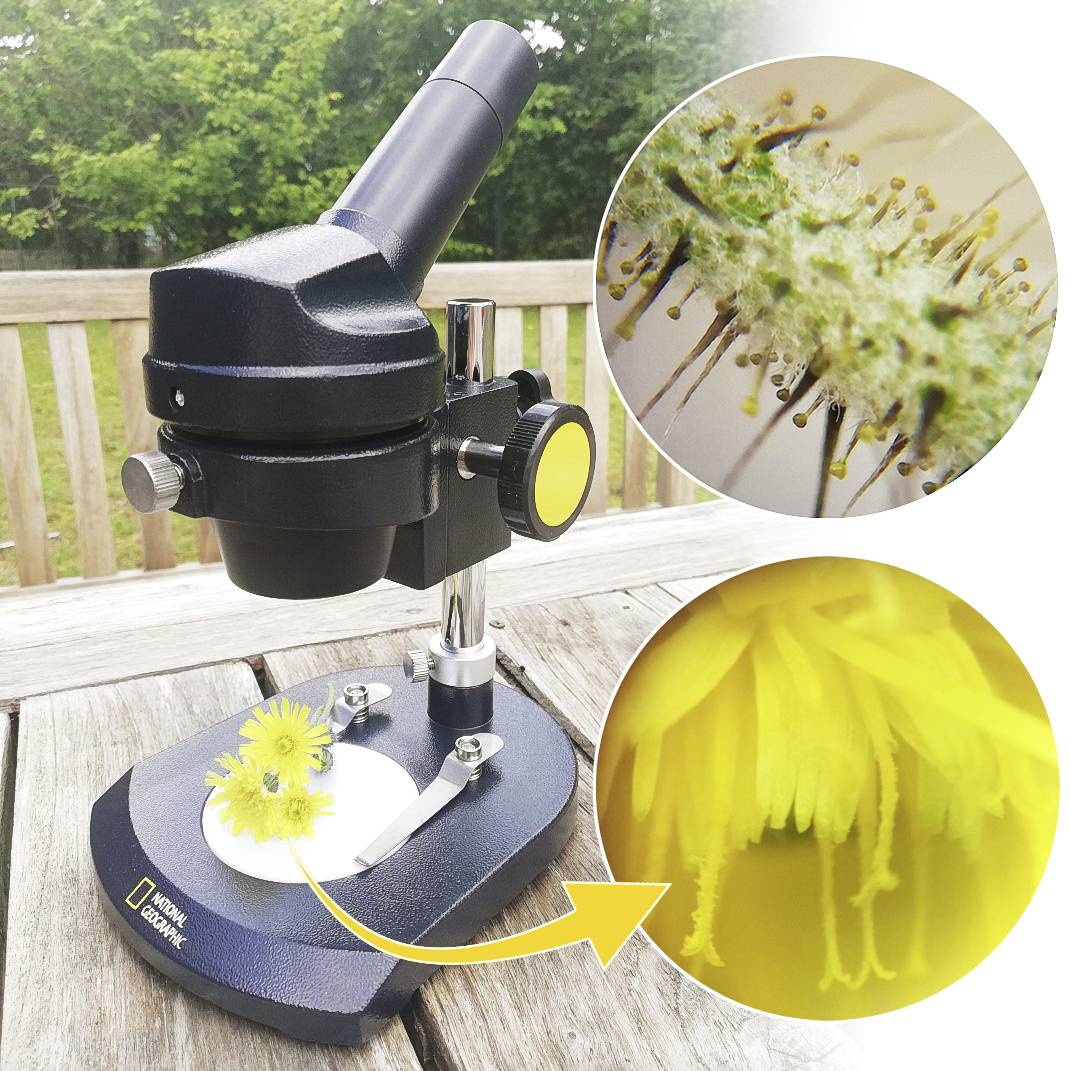 Mikroskop stojące na drewnianym stole, skierowane na żółty kwiat. Dwa powiększone obrazy przedstawiają słupek i pyłek kwiatowy.
