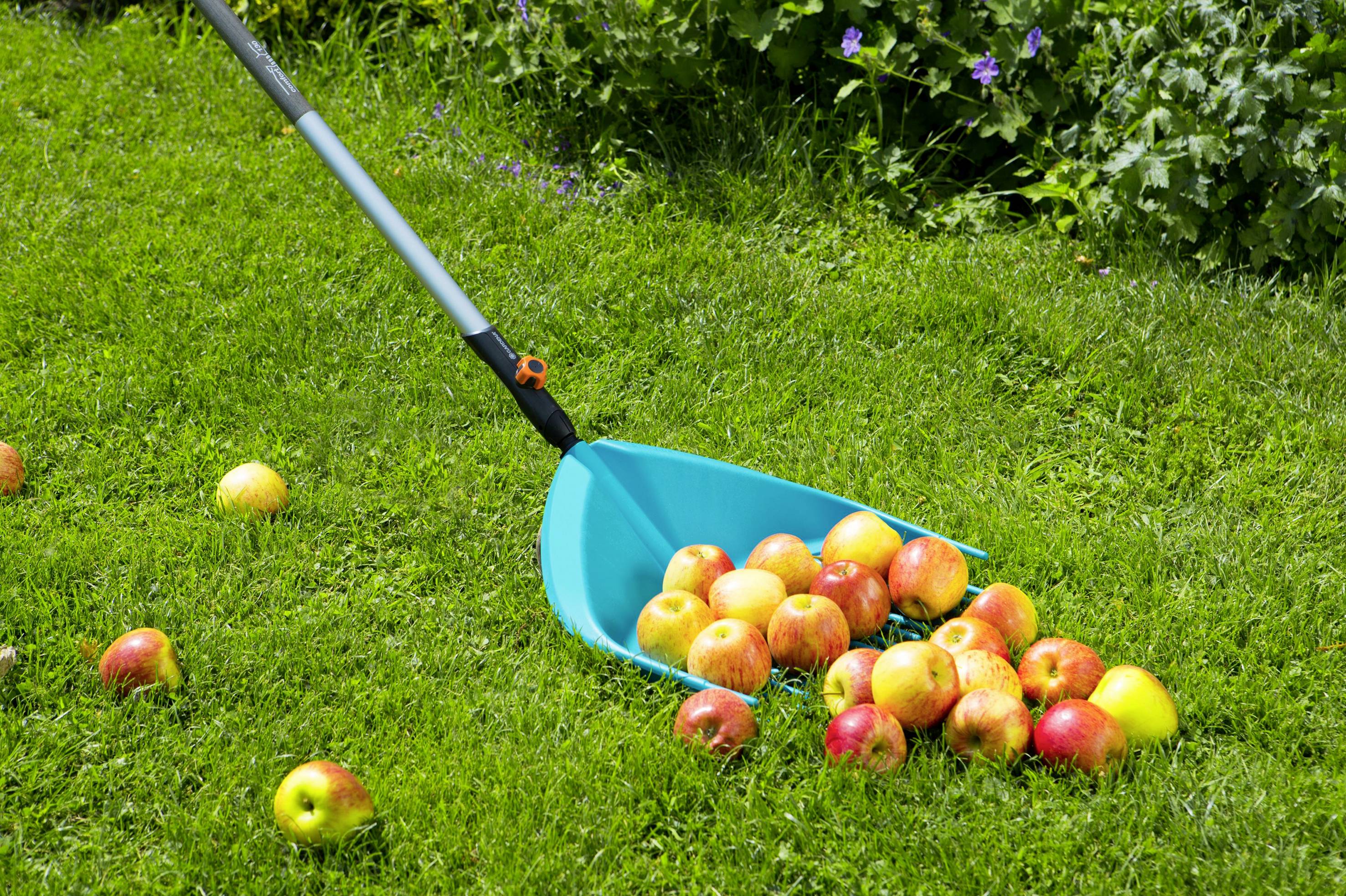 Niebieskie grabie zbierają wiele czerwono-żółtych jabłek na zielonej trawie. Niektóre jabłka leżą rozrzucone. W tle widać zielone rośliny.