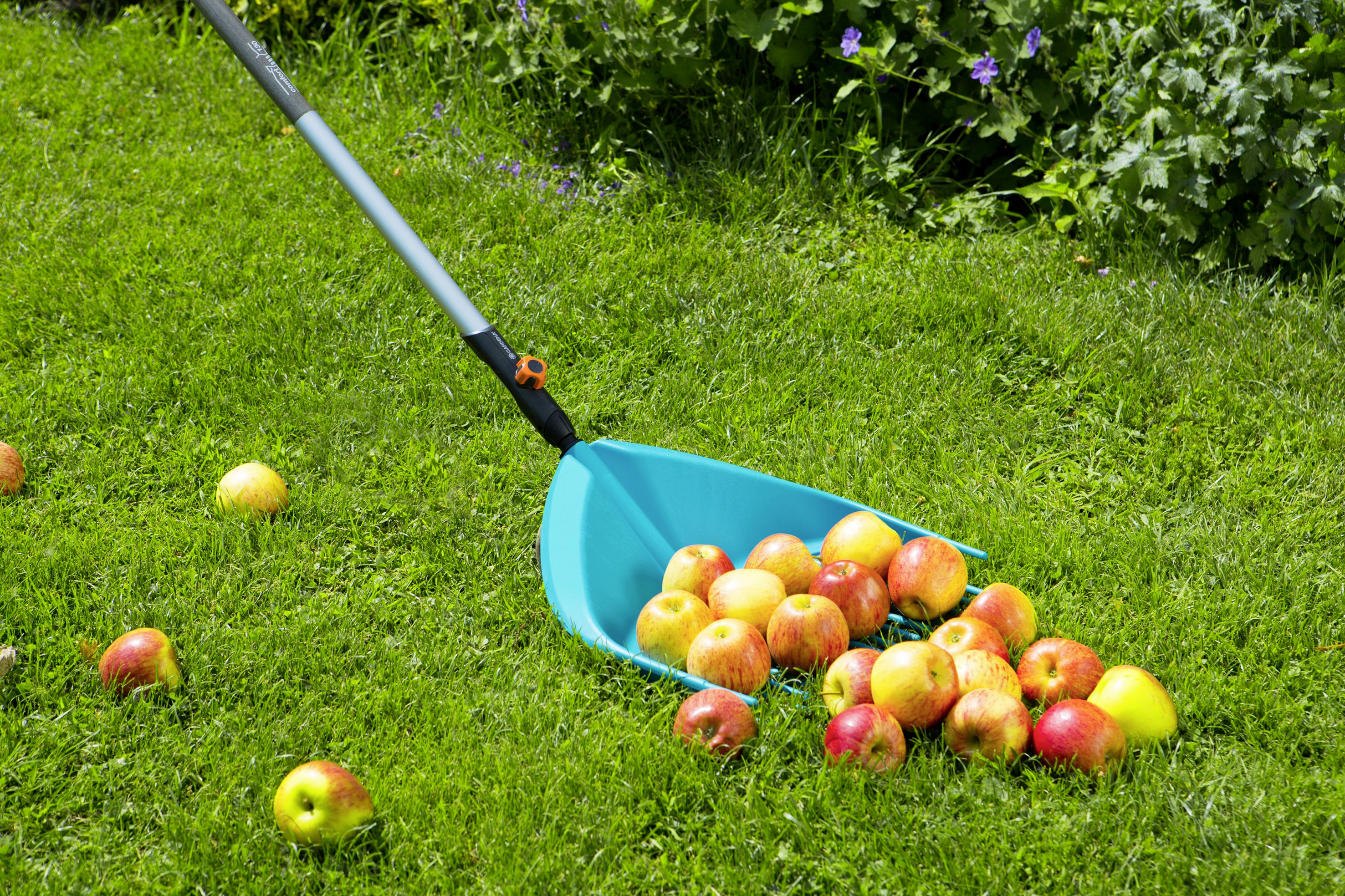 Niebieskie grabie zbierają wiele czerwono-żółtych jabłek na zielonej trawie. Niektóre jabłka leżą rozrzucone. W tle widać zielone rośliny.