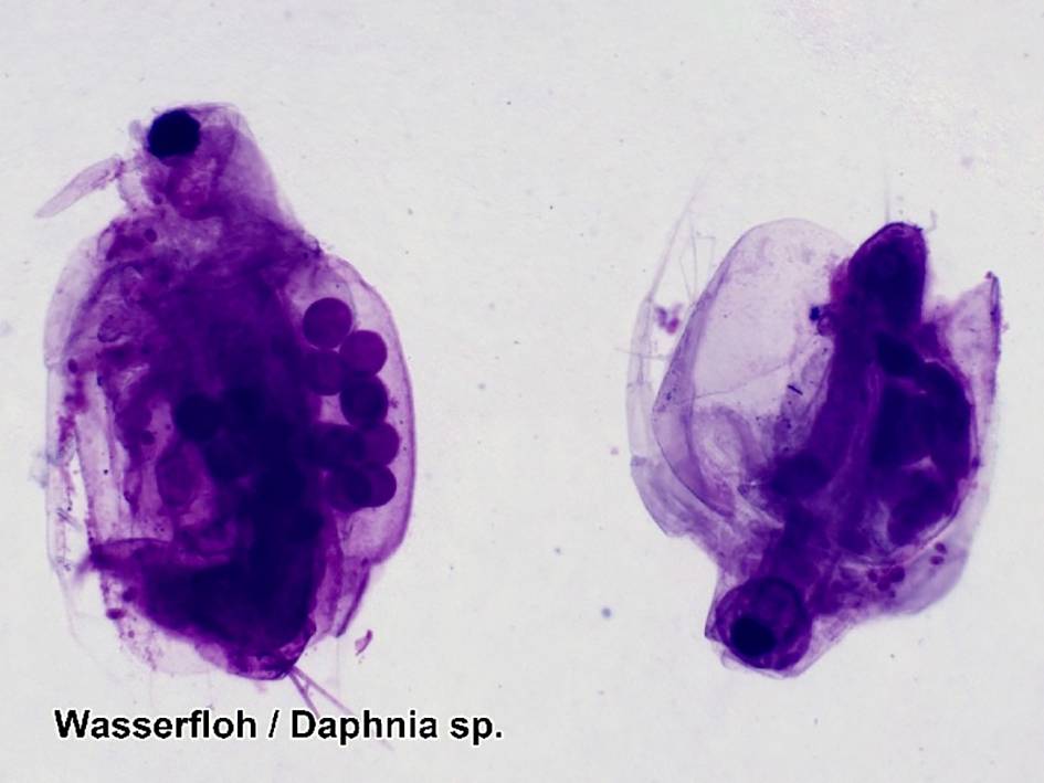 Zdjęcie mikroskopowe dwóch rozwielitkowców (Daphnia sp.) w fioletowo zabarwionych strukturach, wyraźnie widoczne są ich komórki jajowe.