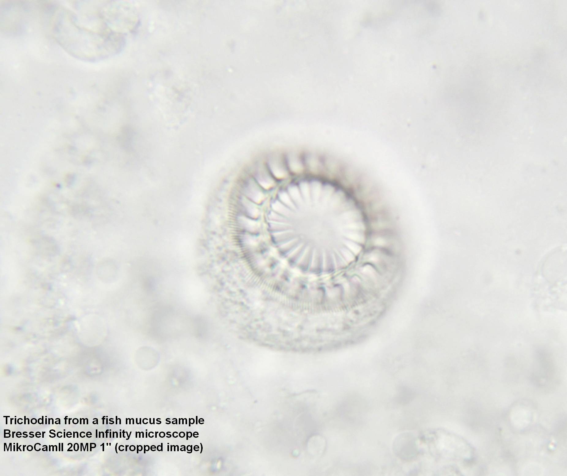 Zdjęcie mikroskopowe Trichodina z próbki śluzu rybiego, powiększone mikroskopem Bresser Science Infinity.