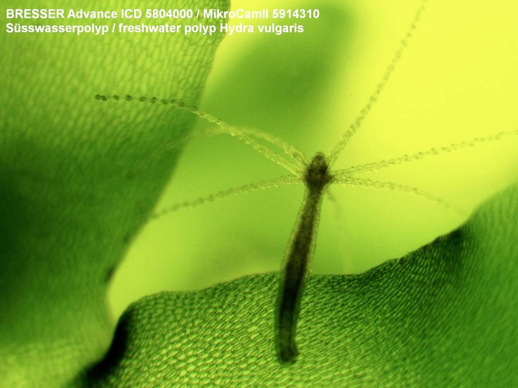 Słodkowodny polip (Hydra vulgaris) na zielonym liściu, sfotografowany mikroskopem Bresser.